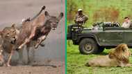 Lion attacks kudu with tourists watching in TikTok video, Safari drama amazes Mzansi viewers