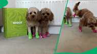 "They walk like they're in space": Dogs attempt to move in Crocs, leaving SA in stitches