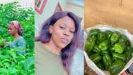 Meet Aunty Morad: Woman making waves in male dominated farming industry