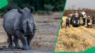 Rhino's unexpected attack makes wildlife workers run off in TikTok video