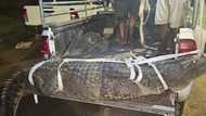 3.3 metre crocodile caught at Durban Police station, SA compares it to Bheki Cele