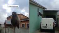 TikTok video of wild baboon roaming Mzansi neighbourhood gets 1.3M views, SA loves cameraman's dedication