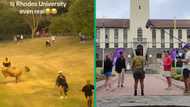 TikTok video captures hilarious moment Rhodes University students get chased by a cow