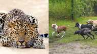 Leopard attacks man, goes TikTok viral as 5 dogs come to his rescue and get 13.3M views leaving peeps amazed
