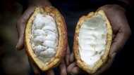 Illegal mining, smuggling threaten Ghana's cocoa industry