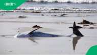 “It takes a village”: Risso’s dolphin rescued at Silversands beach by community volunteers