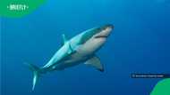 Man's 40-minute fight with giant ocean predator ends in incredible release