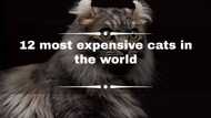 Are the most expensive cats in the world cute? Find out here!