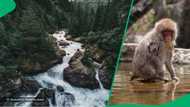 2 Men jump into strong river current to save a monkey, TikTok video of rescue effort moves viewers