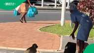 Domestic worker vs monkey robbing her of groceries in TikTok video amuses South Africa