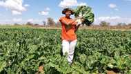 Mzansi inspired by Limpopo woman, 29, who started farming in backyard garden, now owns 3 hectares of land