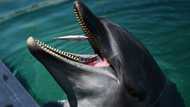 'Don't go near': Japan beachgoers warned over biting dolphin