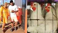 Female poultry farmer lands business deal to supply SA fast food restaurant chain with chickens