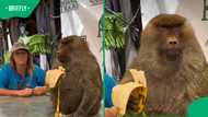 Retired Hollywood baboon's new life after Hollywood movies