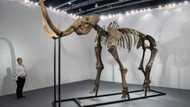Meatball from extinct mammoth unveiled by food tech firm