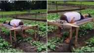 Man lies face down on 'bed on wheels' to farm crops: "Lazy people are smarter"