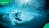 Surfer survives shark attack after seal uses him as human shield