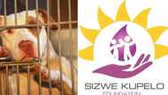 Pit Bull Ban Petition Submitted by Sizwe Kupelo Foundation: “135k Signatures Is Not Child’s Play” Kupelo Says