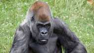 Ozzie: The World's Oldest Male Gorilla Dies Aged 61 at US Zoo