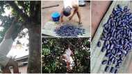 Man shows off perfect pears he plucked in his garden after fruit hawker insulted him