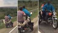 Video of 2 men riding a motorcycle while carrying a whole cow, leaves the internet amused and concerned