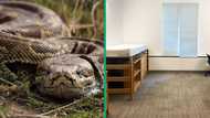 Massive snake invades student accommodation in a TikTok video, SA stunned