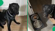 "A better Christian than me": Adorable dog refuses to eat food without praying first, melts hearts