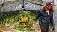 Frustrated foodies gobble up South Korean grocery unicorn