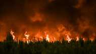 Climate change driving unprecedented forest fire loss