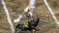 Feathers fly as Philippine cockfighting shakes off Covid closures