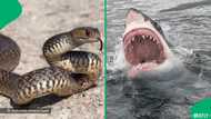 "That mamba was powerful": 5 Animal and human encounters that left Mzansi astonished and went viral