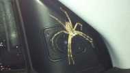 “It wanted music”: Woman finds a scary spider in her car, Mzansi reacts