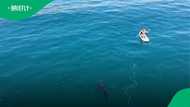 Drone footage shows great white shark following paddleboarders off California coast