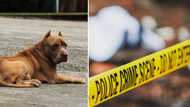 Elderly man allegedly mauled to death by 3 dogs in North West, police probe 60-year-old’s death