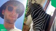 "This human doesn't know how to use this": Zebra uses man's sliding door to scratch an itch