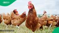 “A matter of life and death”: Flying chicken floors South Africans in viral TikTok video