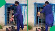 "Playing dangerous games with lions": Lion aggressively grabs man feeding it by hand, SA stunned