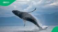 "Amazing": SA raves over viral whale breach video in Durban that captivates crowd