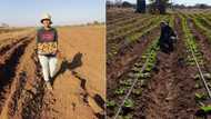 Limpopo farmer blossoms as she makes waves in the farming sector