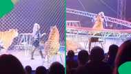 "The tigers got scared": Tiger jumps out of circus cage into crowd at Russian show