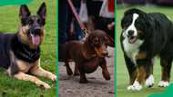 Top 15 farm dog breeds: The best dogs for herding and protecting