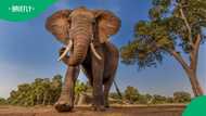 “Only the brave”: Charging elephant vs driver terrifying encounter leaves SA talking