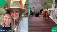 "It would be heaven on earth": Woman shows farm animals climbing the stairs to the house, SA moved