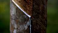 Thai farmers tap into sustainable rubber industry