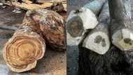 Top 15 most expensive wood species in the world (2023) unveiled
