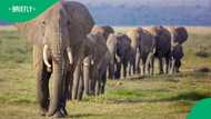 6 elephants escape Kruger National Park, Mzansi is not impressed