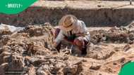 50,000-year-old SA antelope DNA could rewrite Africa's ancient DNA record
