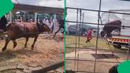 "This shouldn't happen in public": SA calls for safer regulations after Eid celebration turns tragic