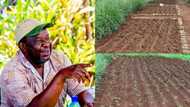 Keep calm and carrot on: Mboweni shows off small scale garden