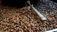 Red-hot cocoa price melts profit at top chocolate-maker